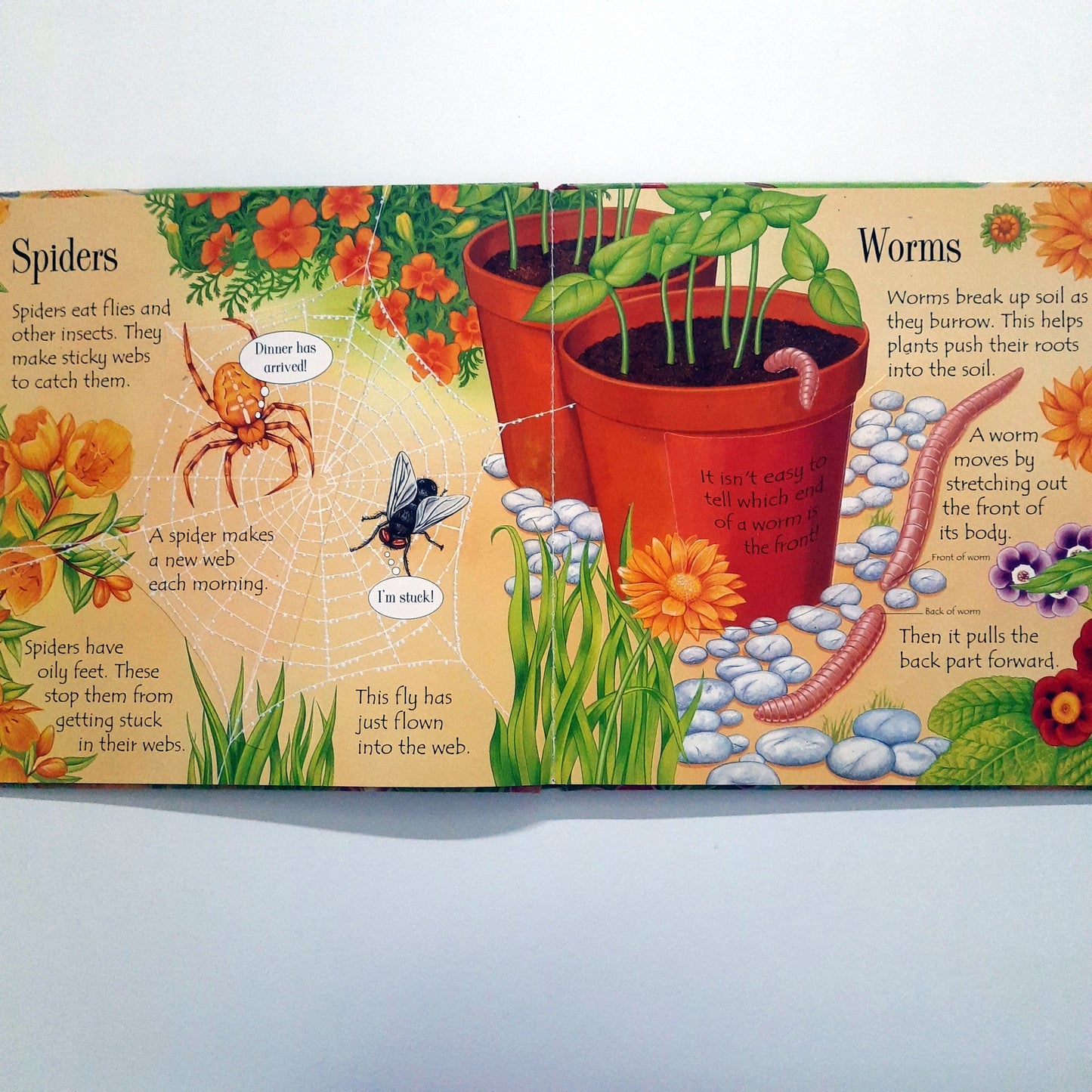 Usborne Bugs and Slugs